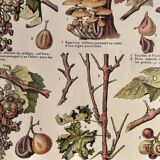 Lithograph on the vine of 1921 (XXIX)