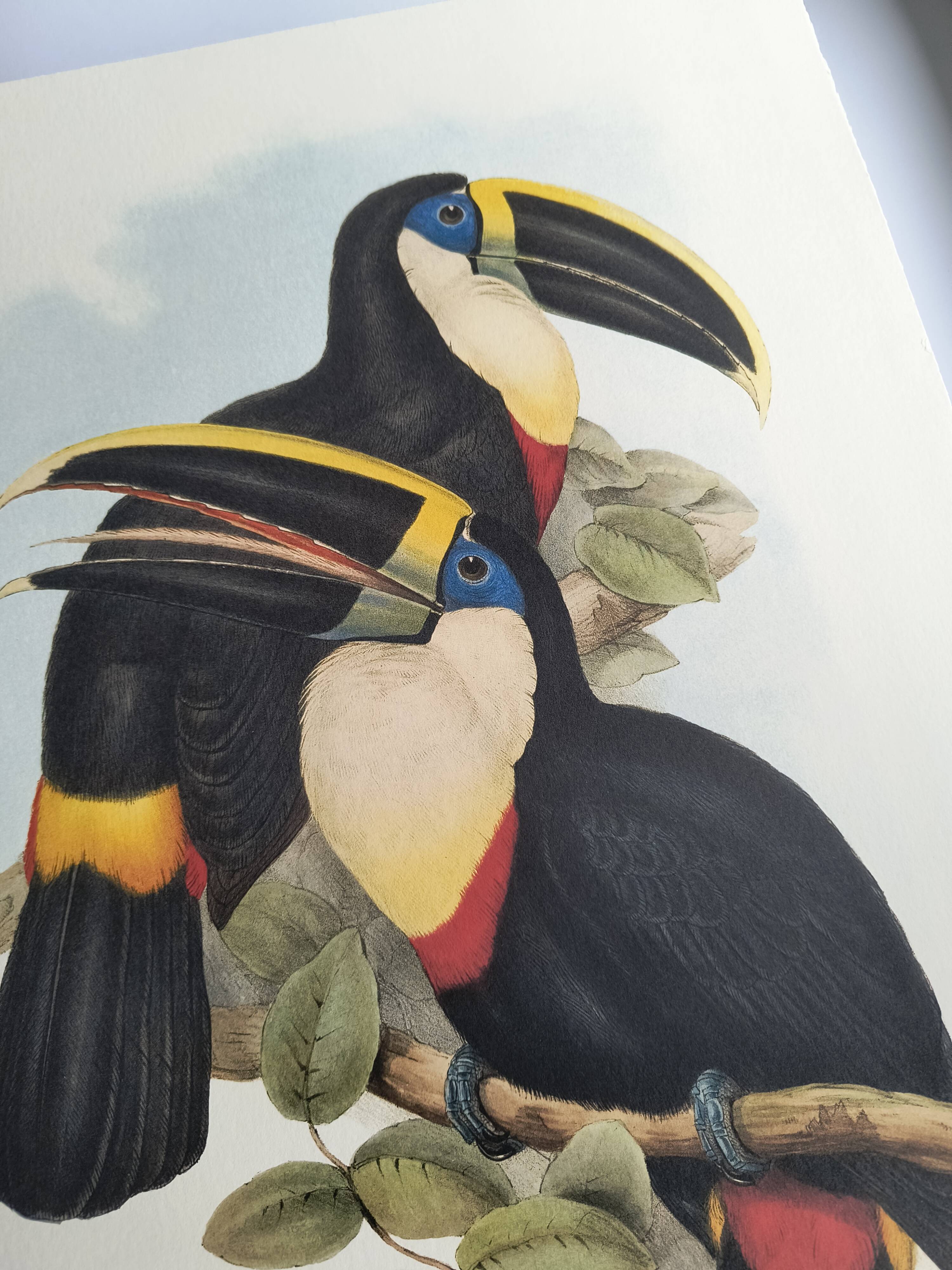Illustration vintage - Toucan Culminatus - par J.Gould - planche oiseau