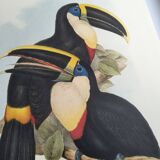 Illustration vintage - Toucan Culminatus - par J.Gould - planche oiseau