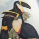 Vintage illustration - Toucan Culminatus - by J. Gould - bird plate