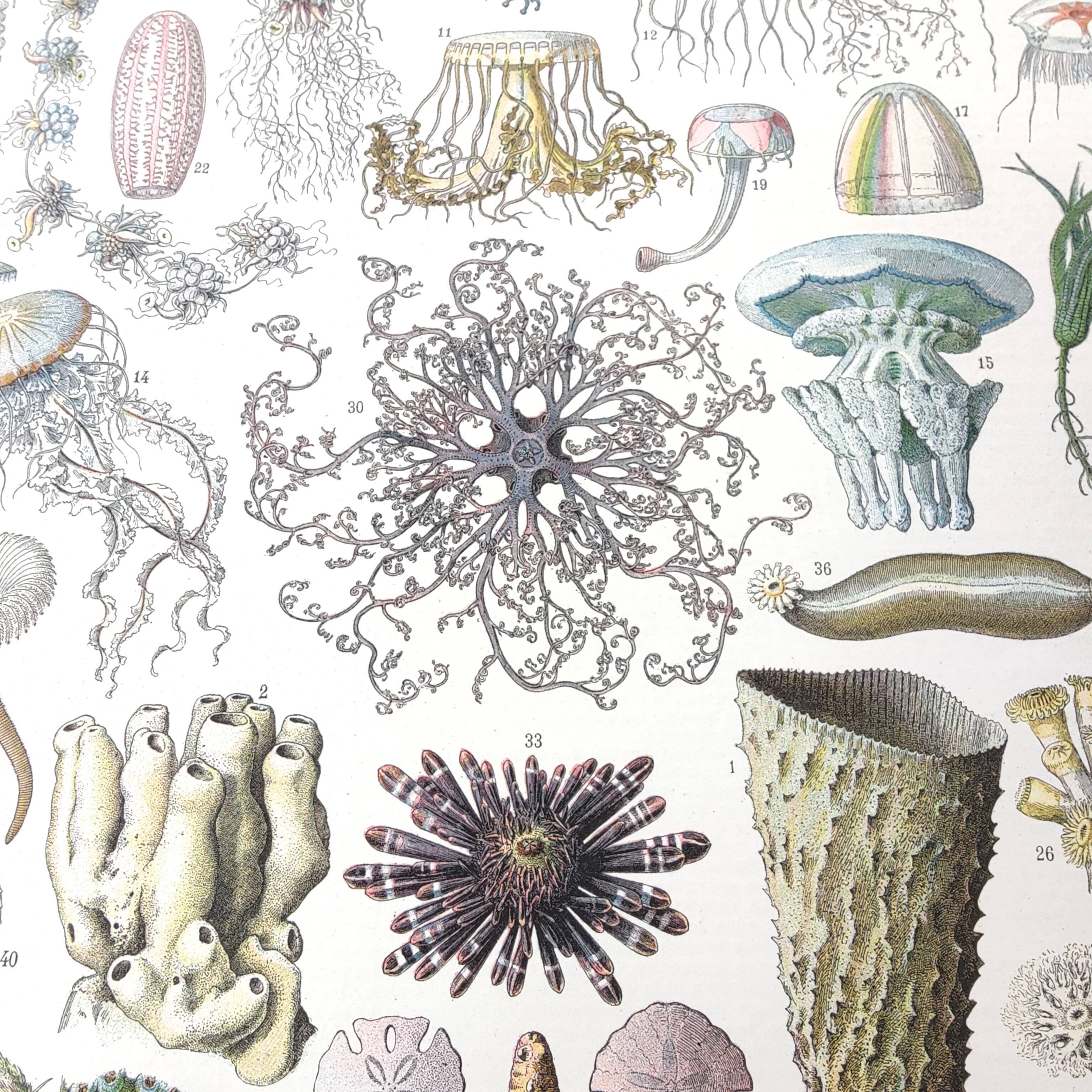 Lithograph plate world of the sea oceanography 1900