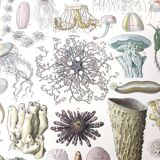 Lithograph plate world of the sea oceanography 1900