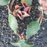 Pair of vintage wall sconces