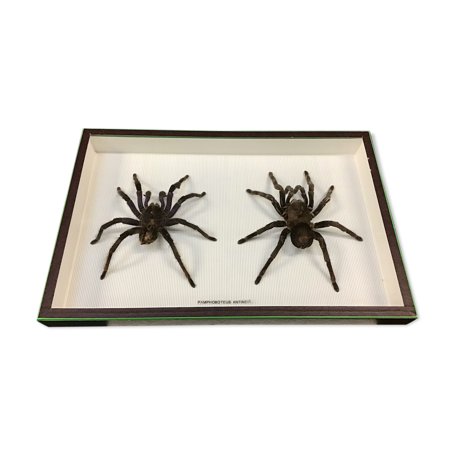 Couple of naturalized mygales in museum box