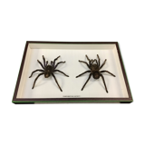 Couple of naturalized mygales in museum box