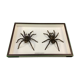 Couple of naturalized mygales in museum box