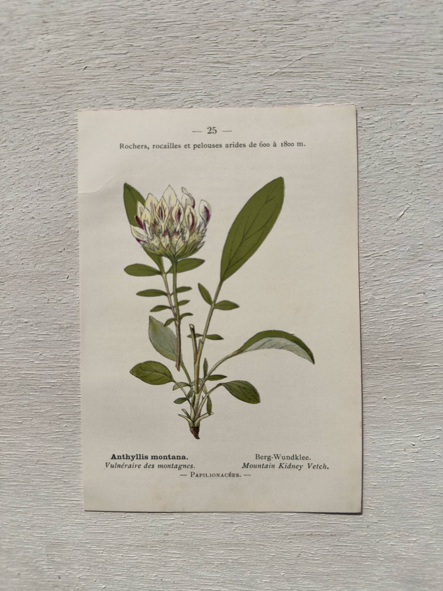 Botanical Plate 1800 Old naturalist engraving 19th century double-sided