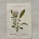 Botanical Plate 1800 Old naturalist engraving 19th century double-sided