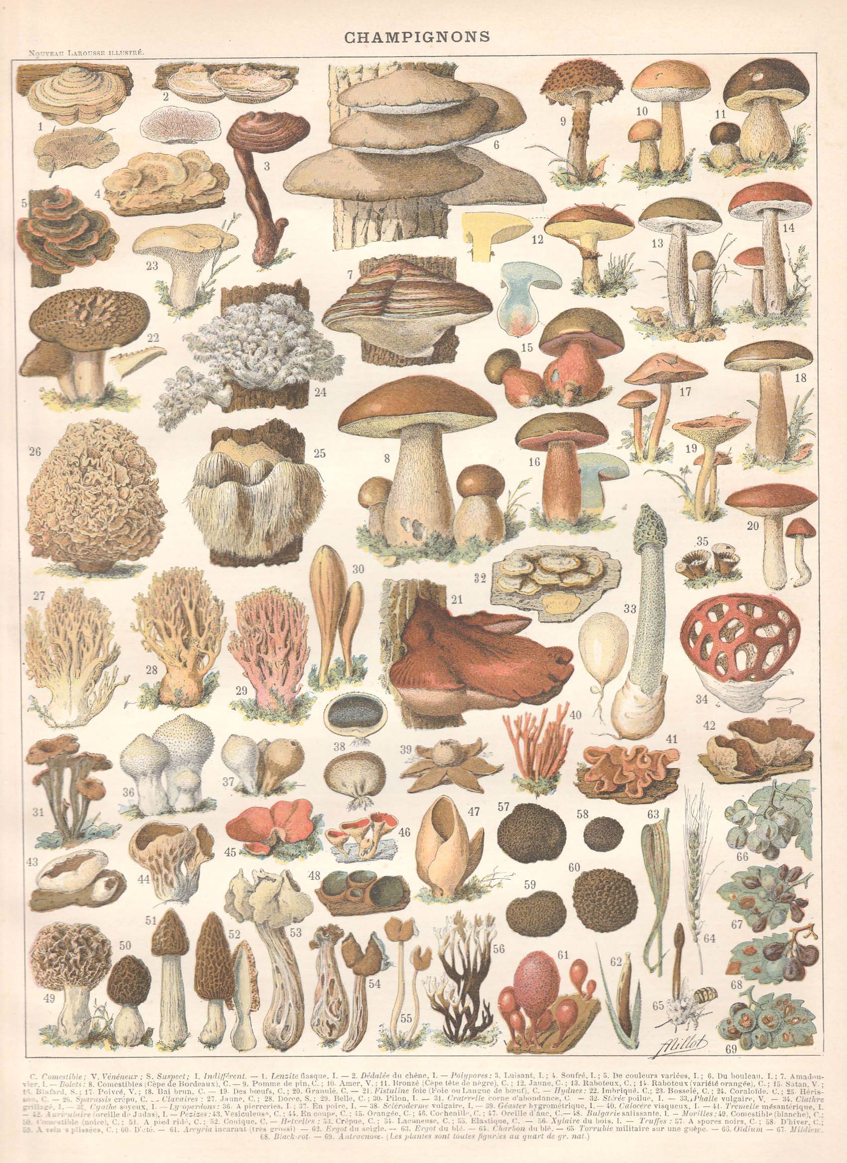 Lithograph plate mushrooms 1900