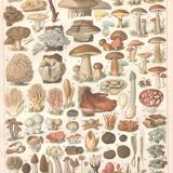 Planche lithographie champignons 1900