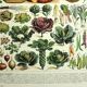 Old engraving from 1928 - Vegetables and garden plants by Millot. vintage