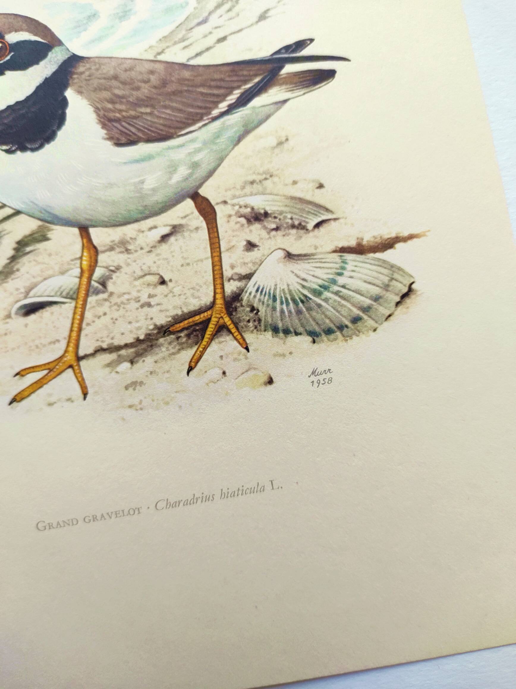 Old vintage bird board from the 60s - Great Ringed Plover - Ornithological illustration