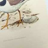 Old vintage bird board from the 60s - Great Ringed Plover - Ornithological illustration