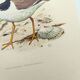 Old vintage bird board from the 60s - Great Ringed Plover - Ornithological illustration