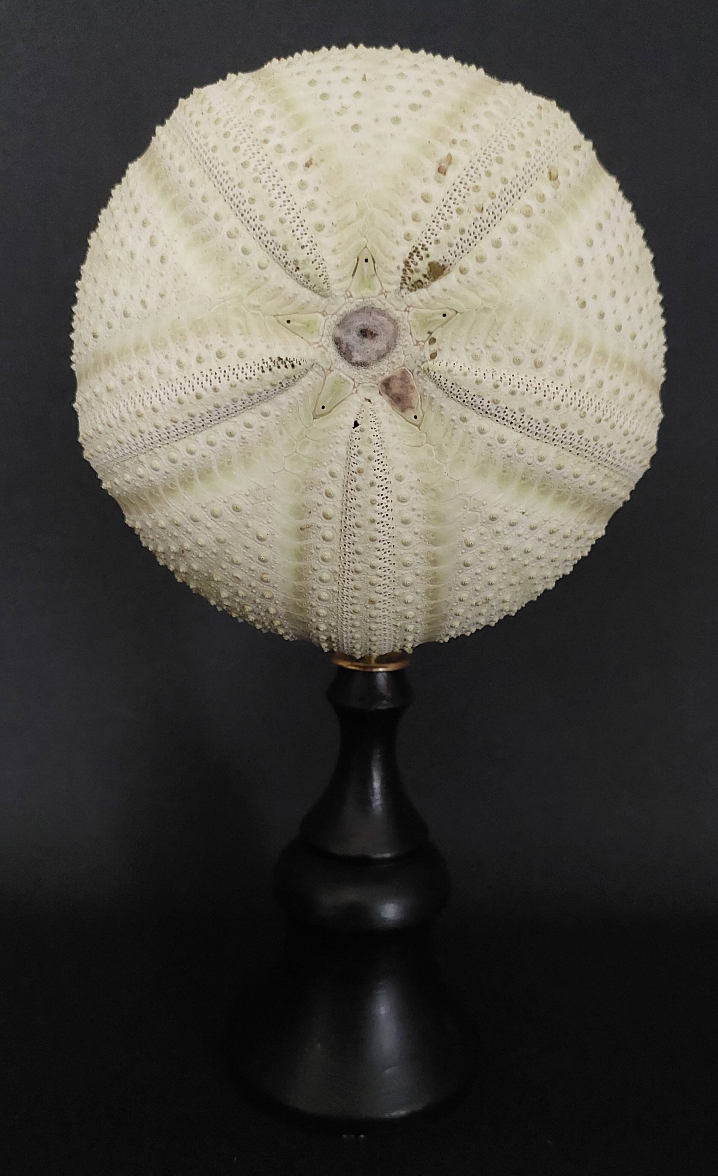 Cabinet of Curiosities sea urchin astropyga radiata on base