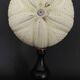 Cabinet of Curiosities sea urchin astropyga radiata on base
