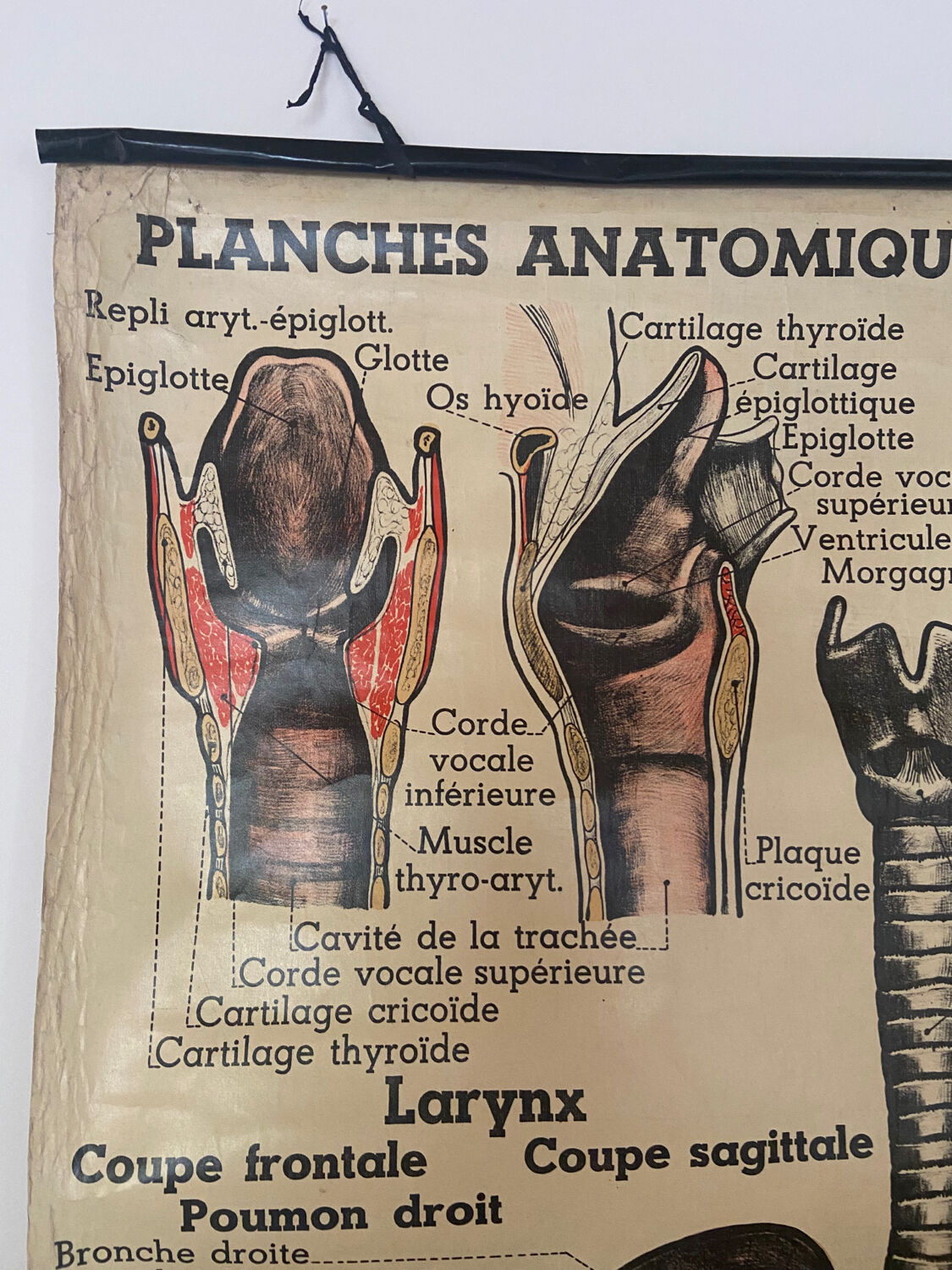 Anatomical chart of the respiratory system 1930s