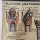 Anatomical chart of the respiratory system 1930s