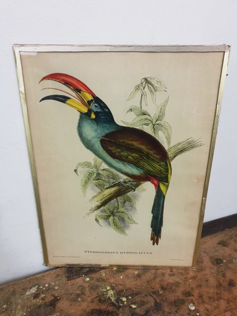Table Bird illustration - The Toucan - Pteroglossus hypoglaucus