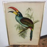 Table Bird illustration - The Toucan - Pteroglossus hypoglaucus