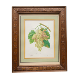 White cornichon grape print