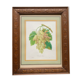 White cornichon grape print