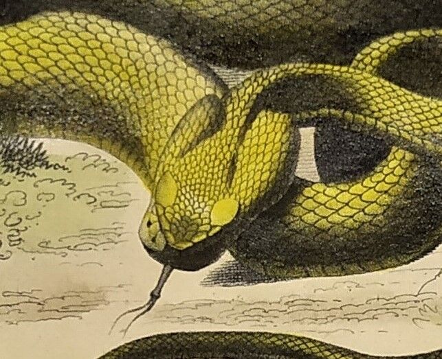 Original zoological plate of 1839 "saurian" the vipere spearhead &.....