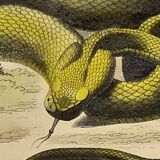 Original zoological plate of 1839 "saurian" the vipere spearhead &.....