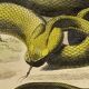 Planche zoologique originale de 1839 "saurien" la vipere fer de lance &.....