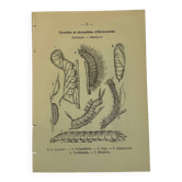 Gravure botanique papillons double face planche naturaliste Eau forte