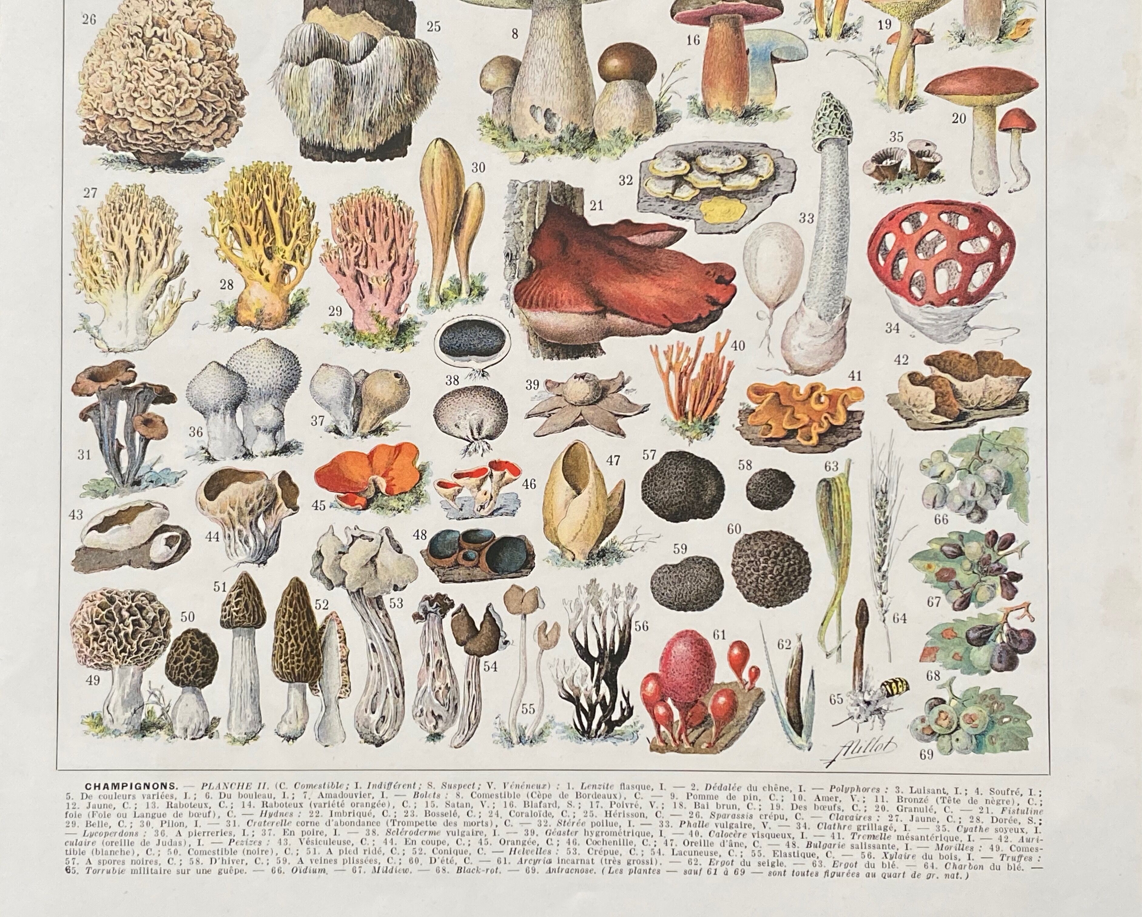 Old illustration Millot "Mushrooms"