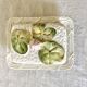 Slush butter dish, water lily