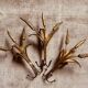 Set of 3 wheat sheaf coat hooks, Italy, 1960s, Hans Kogl style.