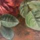 Old painting, still life with daisy roses and wild flowers, signed, early XX century