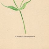 Old illustration 1948 - Stellar by Strache - Wild Flora plate