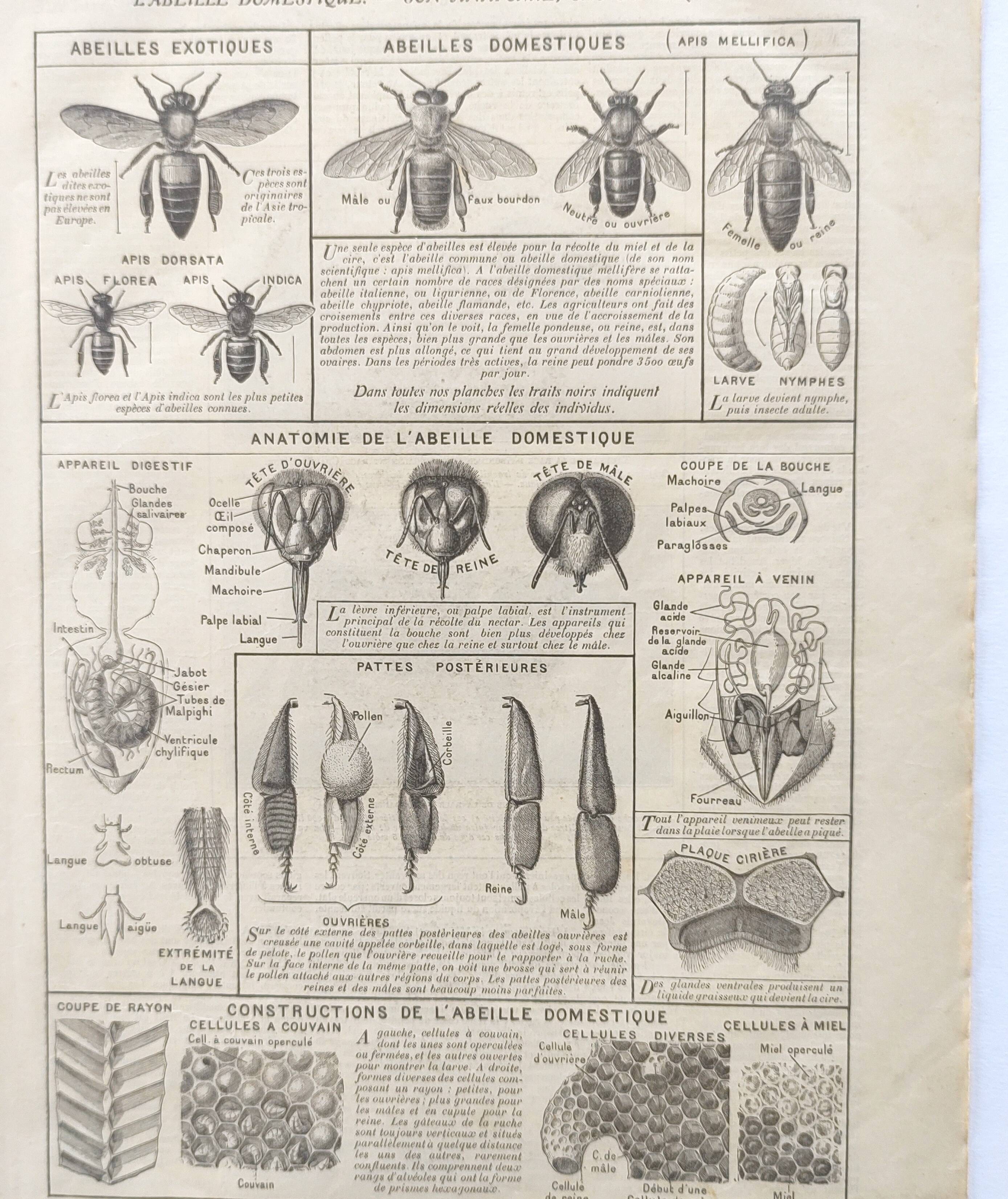 Old engraving • Domestic bee • Original plate from 1920