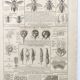 Old engraving • Domestic bee • Original plate from 1920