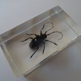 Lot 4 insects inclusions vintage resins to be identified