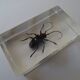 Lot 4 insectes inclusions résines vintage à identifier