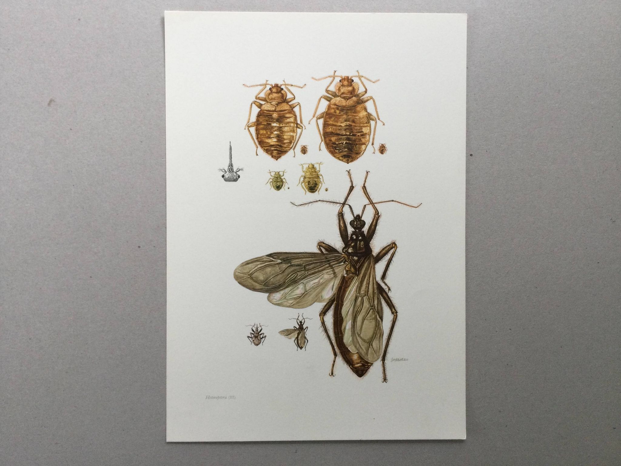 Vintage insect print. Original plate 1969