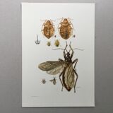 Vintage insect print. Original plate 1969