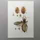 Vintage insect print. Original plate 1969