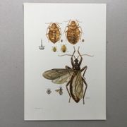 Vintage insect print. Original plate 1969