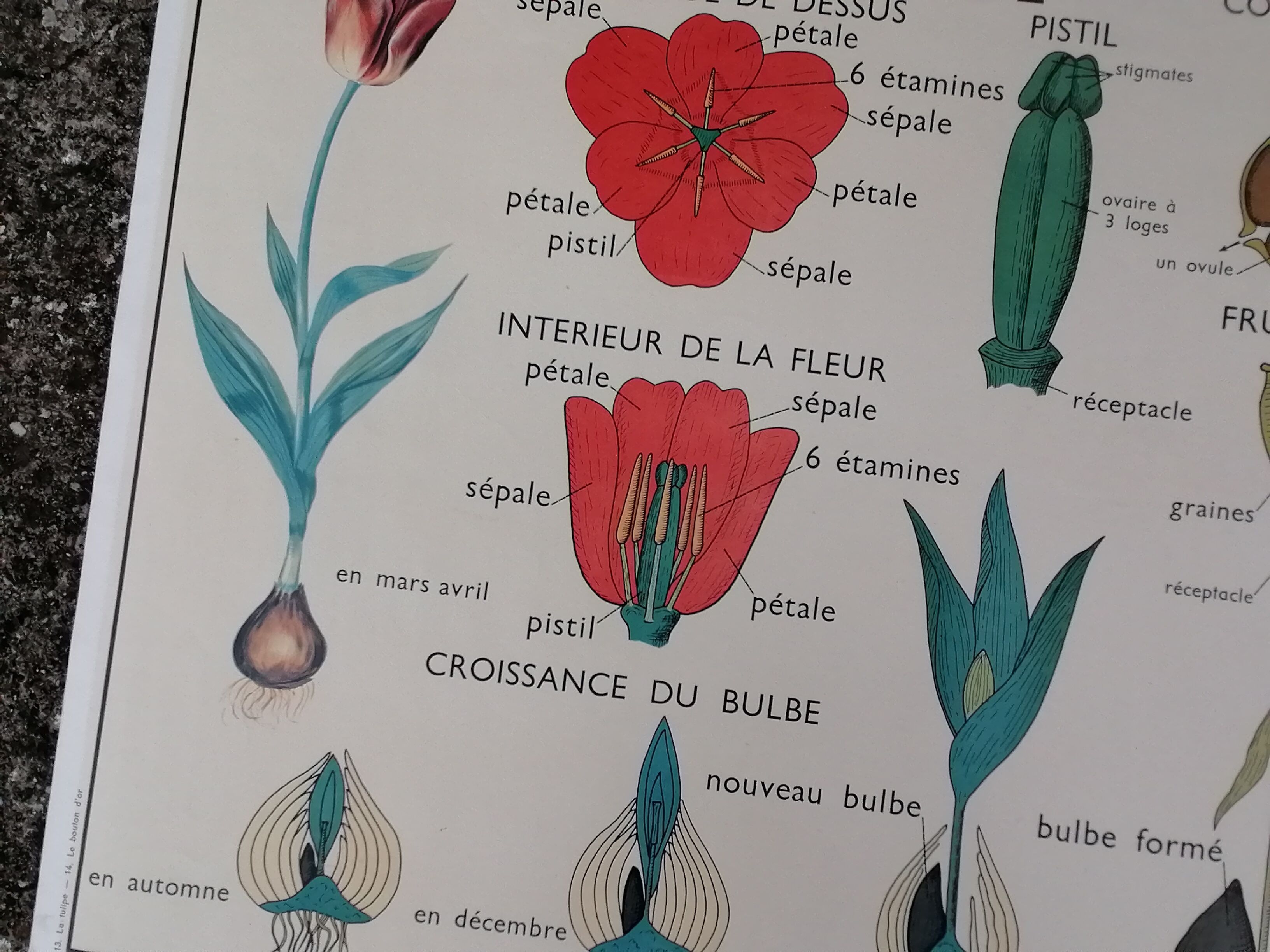 Vintage rossignol school educational poster - the tulip and the golden button