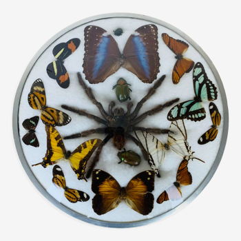 Butterflies and spiders stuffed under old curved glass frame