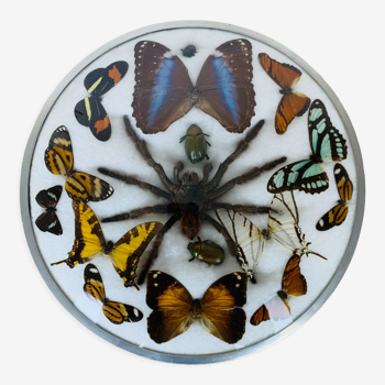 Papillons et araignée naturalisés sous cadre verre bombé ancien
