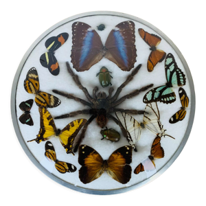 Papillons et araignée