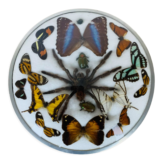 Butterflies and spiders stuffed under old curved glass frame