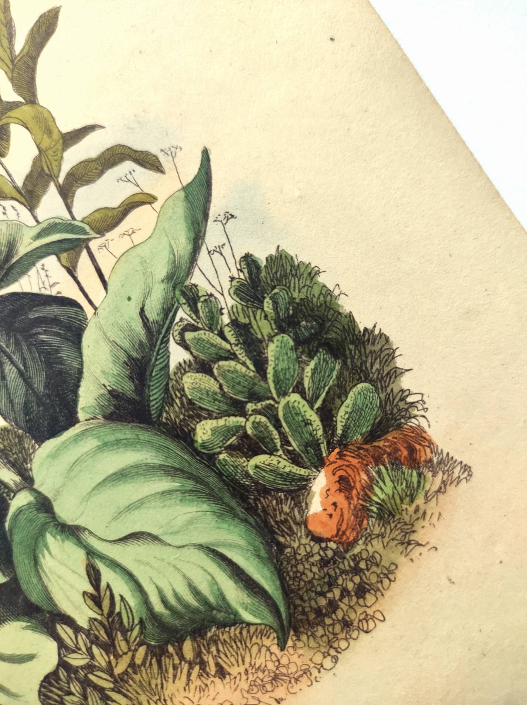 Antique engraving from 1839 - Pulmonary - Hand-colored zoological and botanical plate. Original.