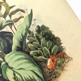 Antique engraving from 1839 - Pulmonary - Hand-colored zoological and botanical plate. Original.